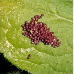 Marsh Fritillary aurinia EGG MASS